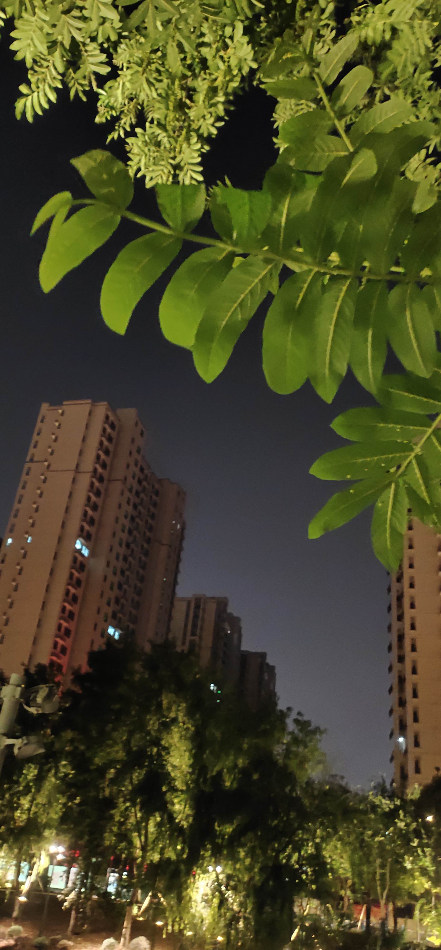 仲夏夜色 （郑彦芹）